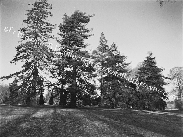 TREES TREE CREEPER ROOSTS